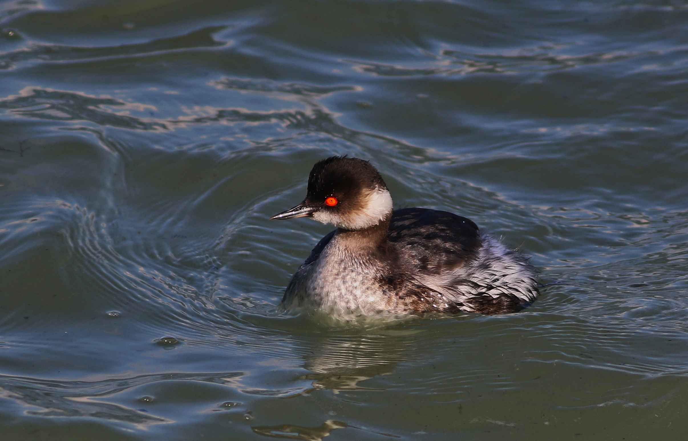 Eared Grebe